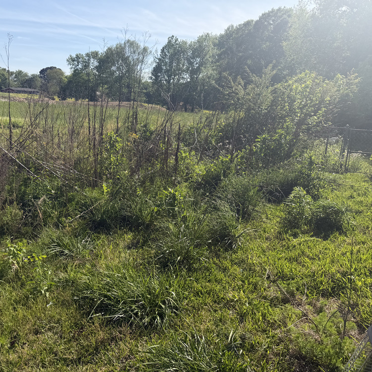 Lawn care services in Albertville, AL