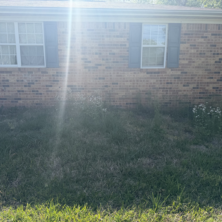 Lawn care services in Albertville, AL