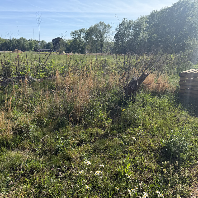 Lawn care services in Albertville, AL